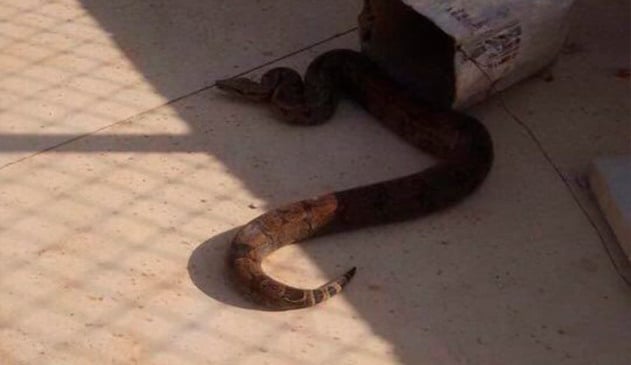 jiboia em quintal de itupeva