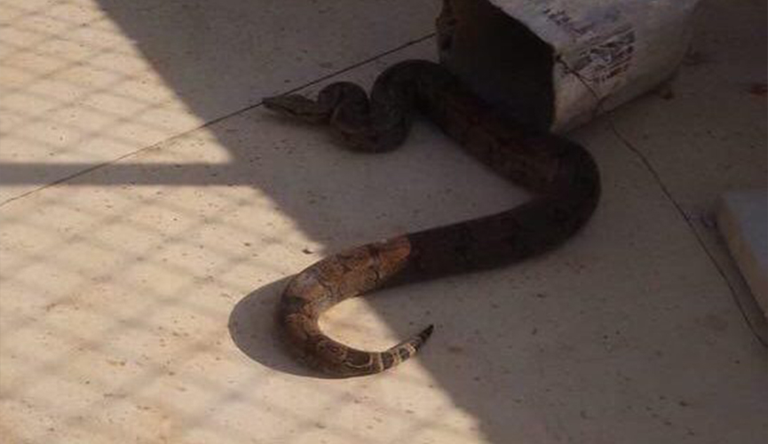 jiboia em quintal de itupeva