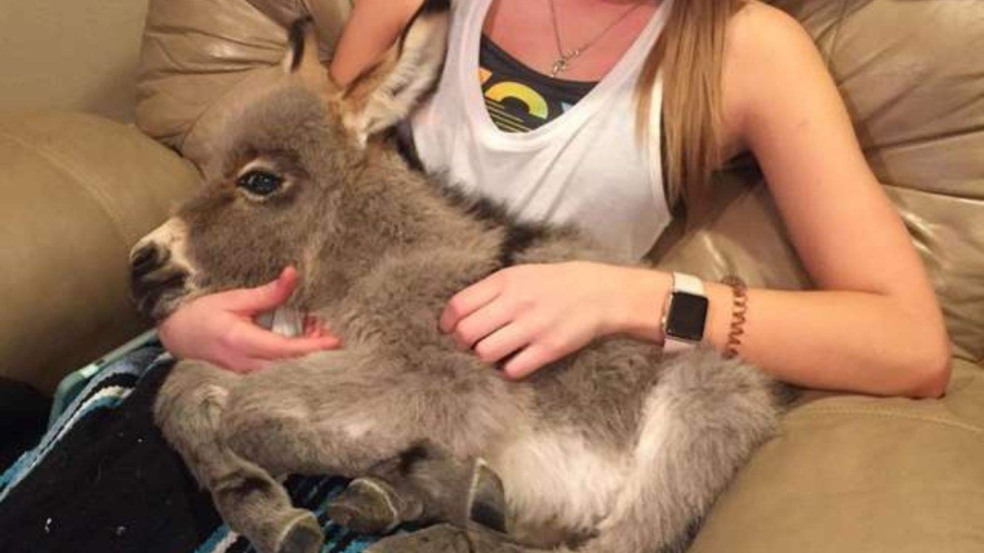 (Foto: Reprodução/portalamigocao)