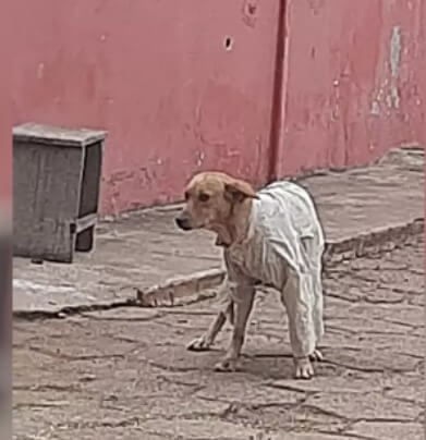 Cachorro com camisa