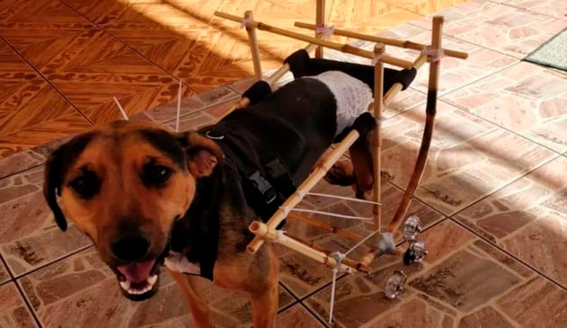 Cachorro vira-lata com cadeira de rodas de bambu