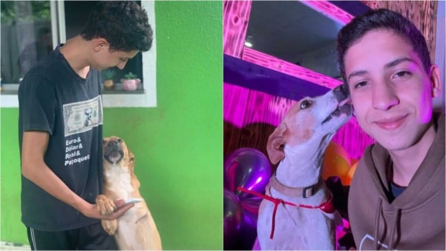 Menino com cachorros