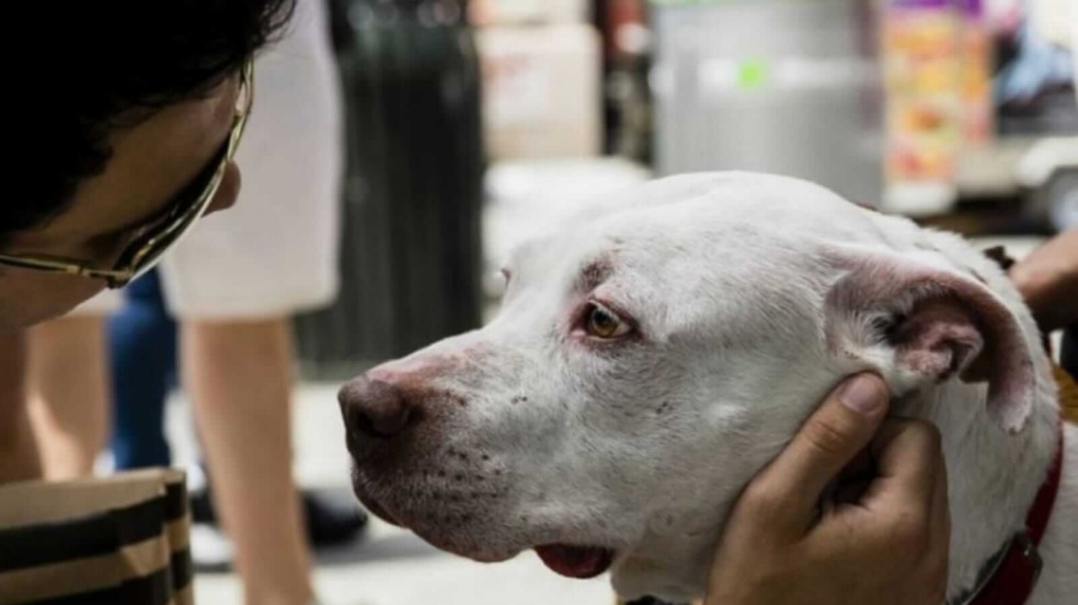 Homem fazendo carinho em cachorro
