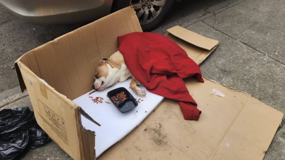 Foto: Reprodução/Facebook/SPCA Pennsylvania