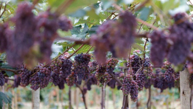 Foto: Prefeitura de Jundiaí