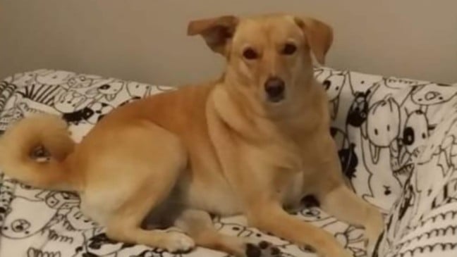 Cachorra Lara ficou orfã após tutores morrerem por Covid
