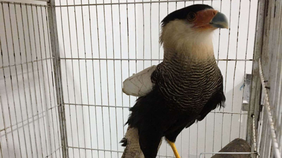 Foto: Mata Ciliar de Jundiaí Foto: Mata Ciliar de Jundiaí