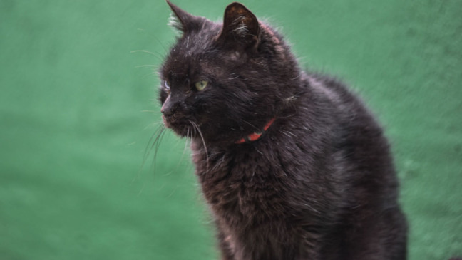 Jundiaí amplia atendimento veterinário para animais de pessoas em vulnerabilidade