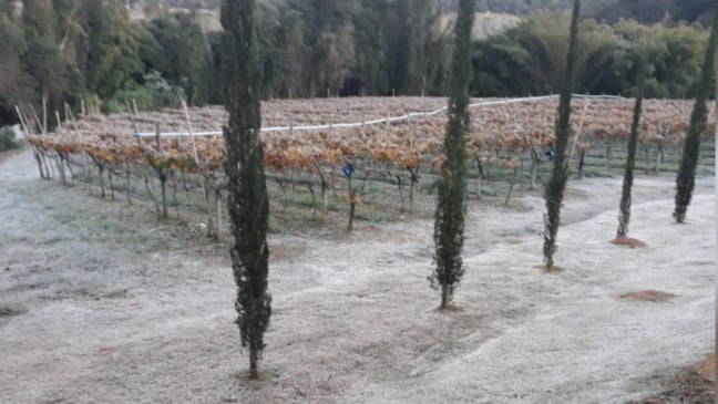 Registro de geada na Adega Oliveira em Jundiaí