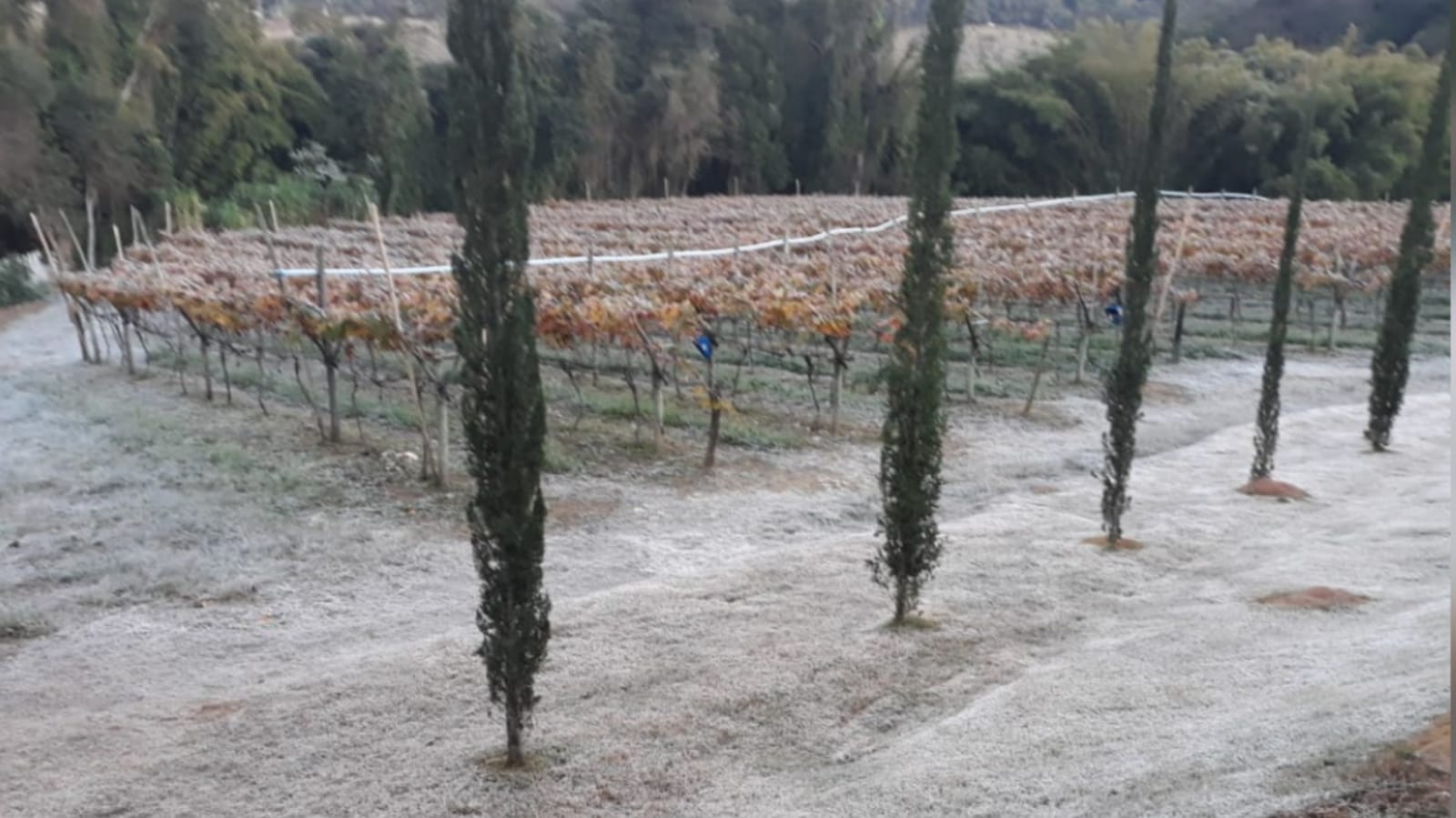 Registro de geada na Adega Oliveira em Jundiaí