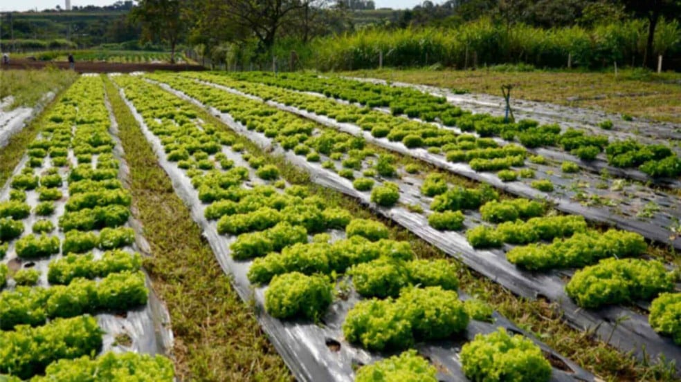 Horta orgânica Vale Verde, de Jundiaí