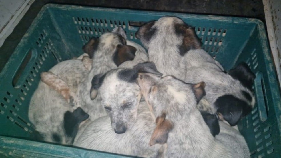 Filhotes encontrados dentro de caixa em Jundiaí