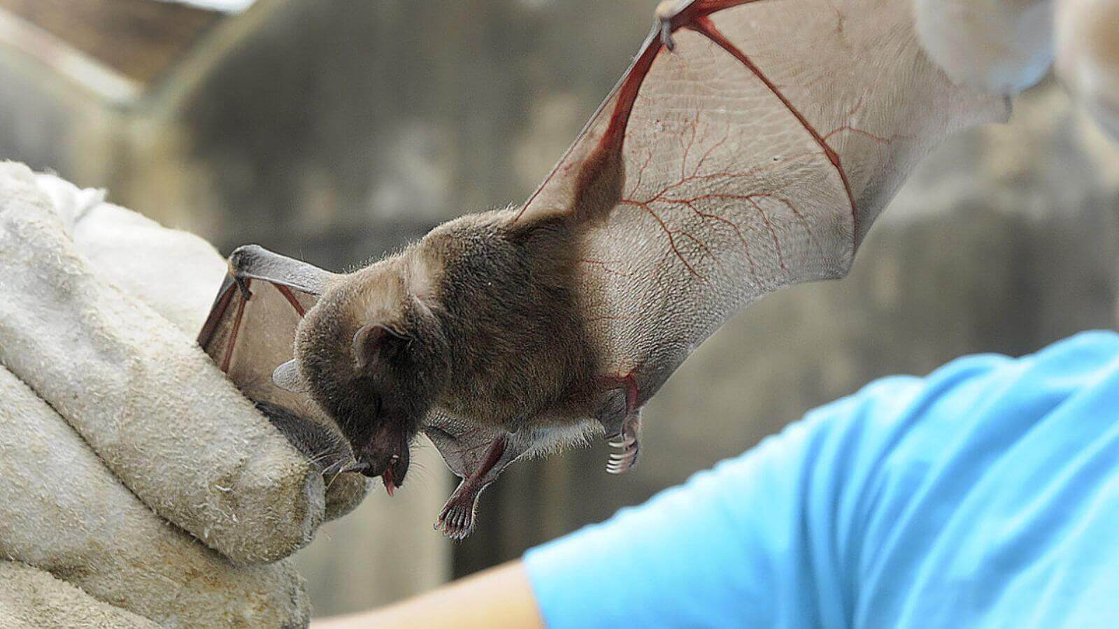 Morcego positivo para raiva