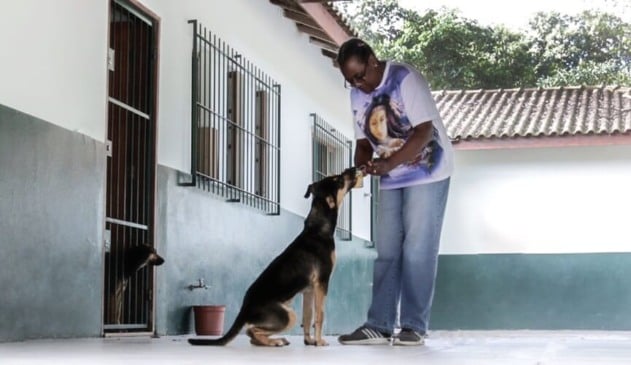 Adoção tardia de animais