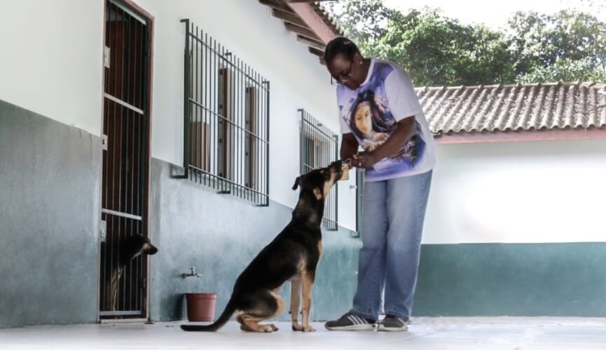 Adoção tardia de animais