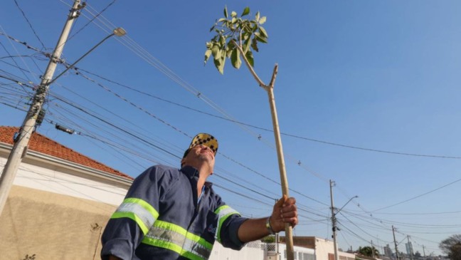 Jundiaí planta mais de 50 árvores novas na Ponte São João