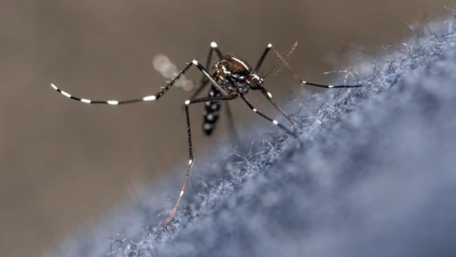 Mosquito da dengue
