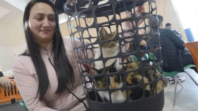 Mulher com gatos dentro de cesto de roupa