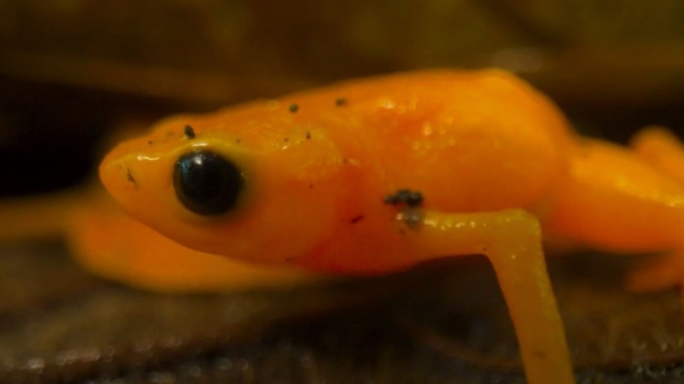 Sapinhos pingo-de-ouro