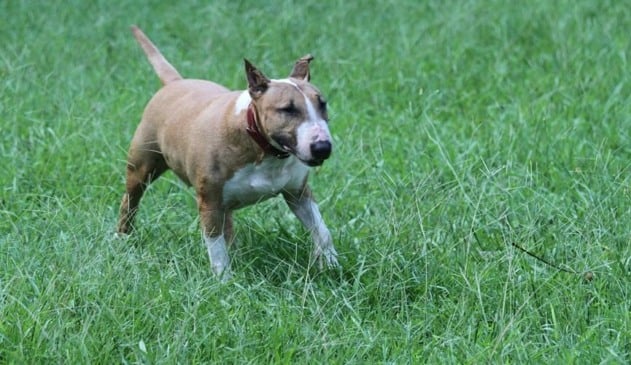 Jundiaienses ignoram lei estadual que prevê uso obrigatório de focinheira em cães