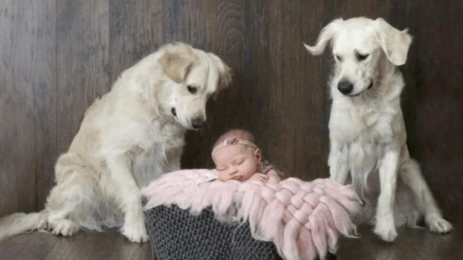 Foto: reprodução/the dodo