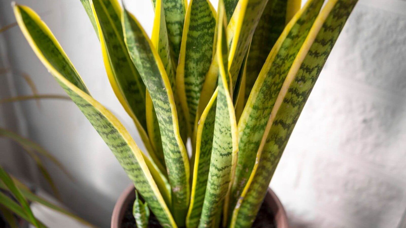 Espada de São Jorge