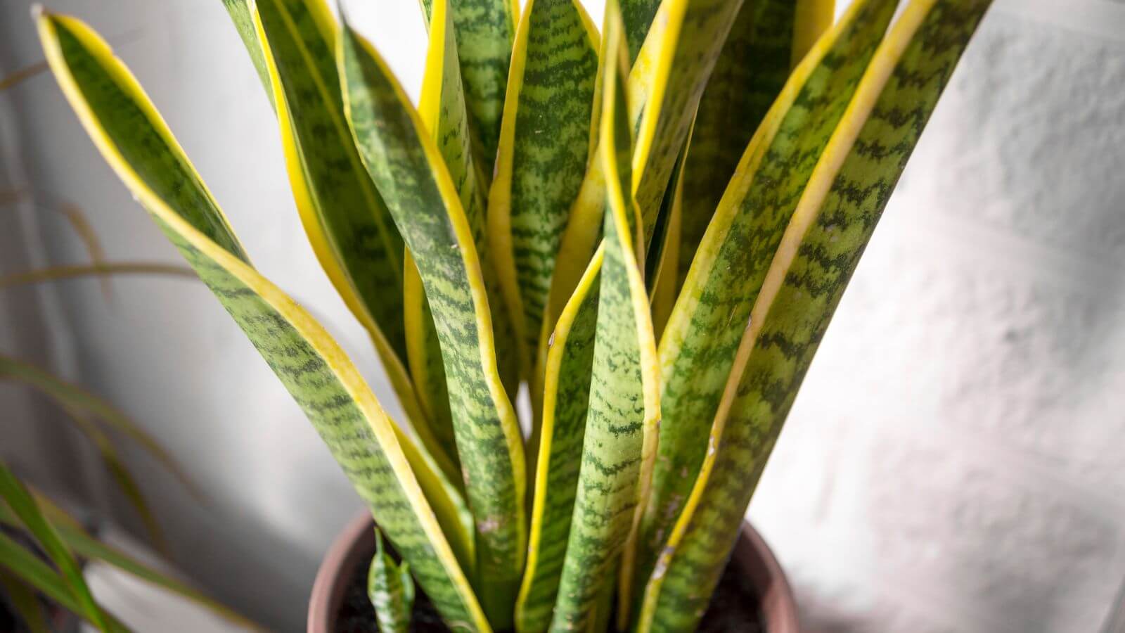 Espada de São Jorge