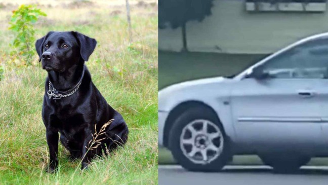 (Foto: bo7618/PixabayReprodução/catiororeflexivo-)