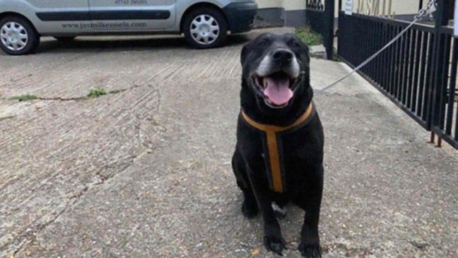 (Foto: Reprodução/catiororeflexivo)