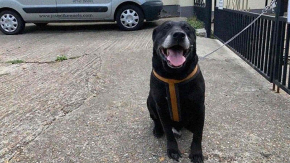 (Foto: Reprodução/catiororeflexivo)