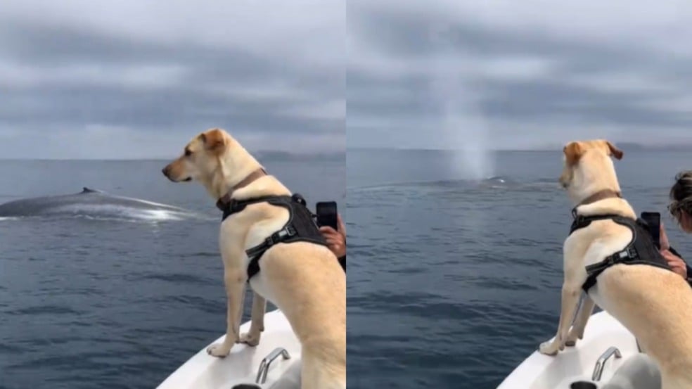 Cachorro labrador em barco vê baleia azul pela primeira vez