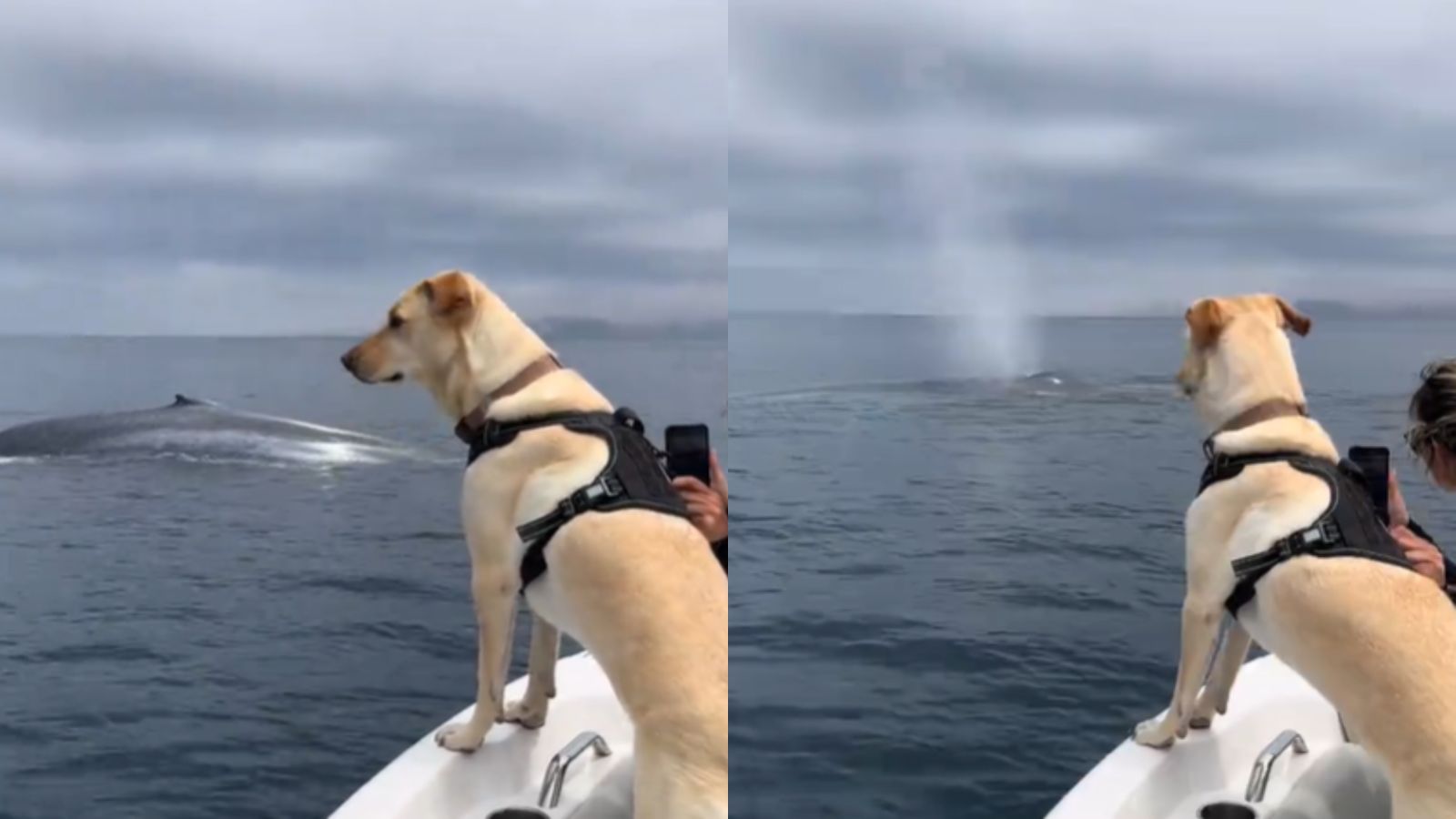 Cachorro labrador em barco vê baleia azul pela primeira vez