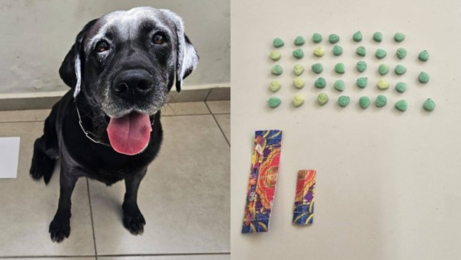 Labradora em treinamento da Guarda de Jundiaí encontra drogas em praça