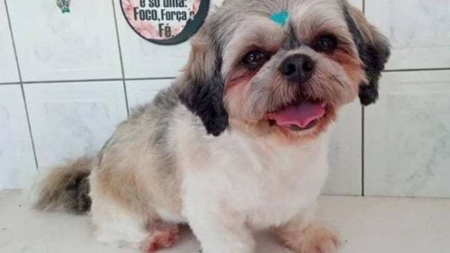 Ladrões roubam carro com cachorro dentro em Campo Limpo Paulista