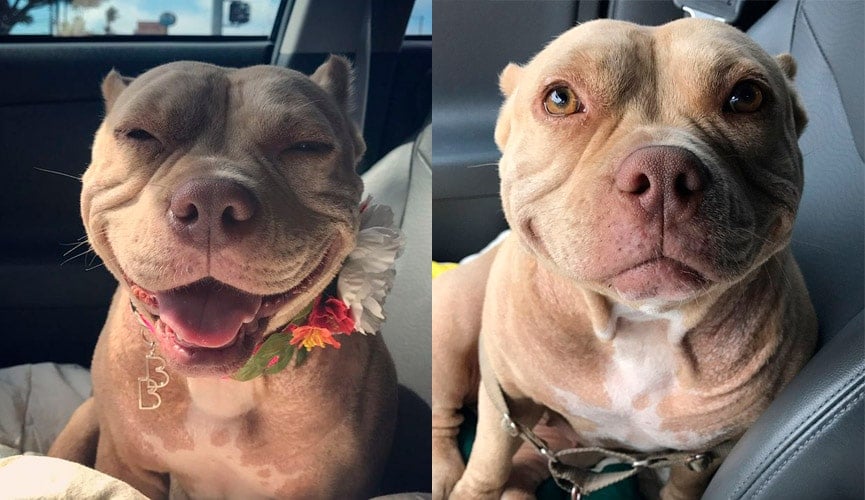 Lady Shortcake é a cachorrinha que não consegue parar de sorrir depois de ser adotada.