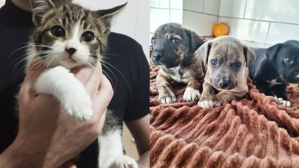 Gatinho e cachorrinho
