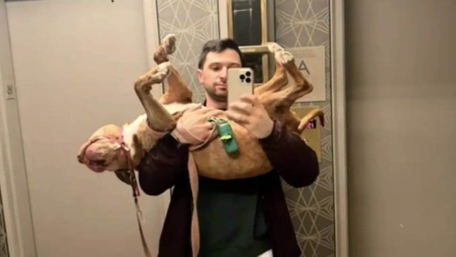 Foto: Cole Reifsnider/The Dodo