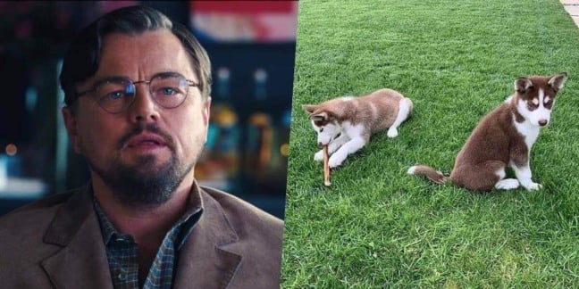 Leonardo DiCaprio salva dois filhotes de rio congelado