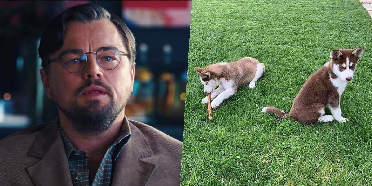 Leonardo DiCaprio salva dois filhotes de rio congelado