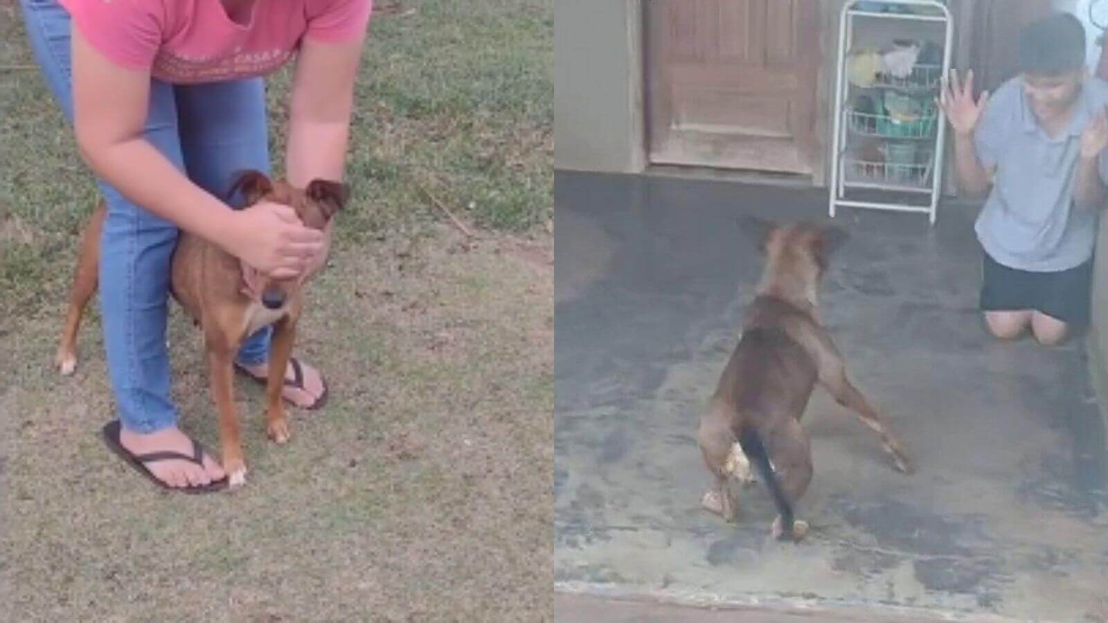 Lesse é uma vira-lata caramelo que adora brincar de 'esconde-esconde'