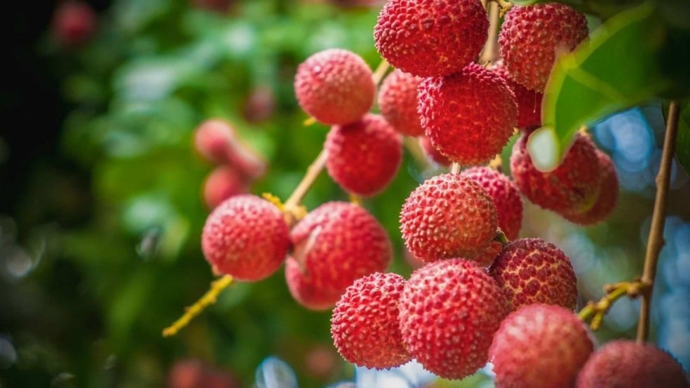 Plantação de Lichia