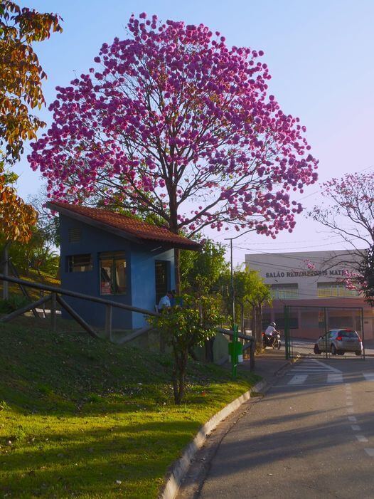 Árvore durante Florada dos Ipês