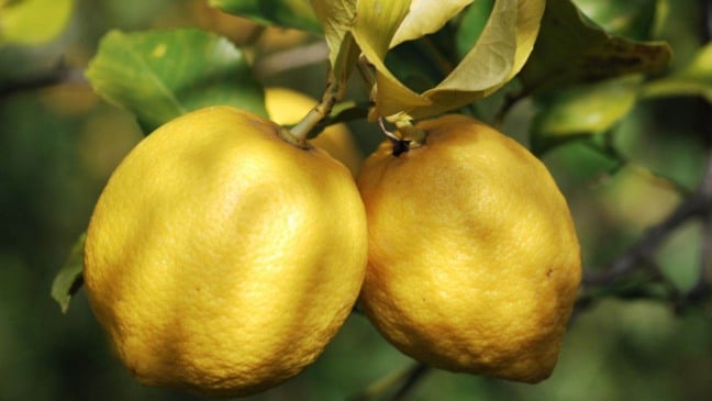 (Foto: Canva/Silberkorn)