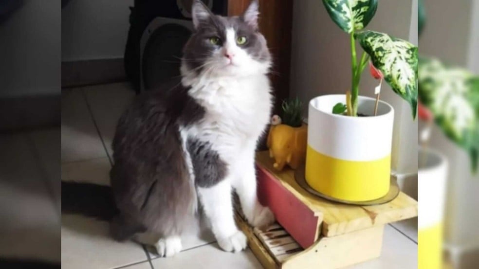 Gato com piano