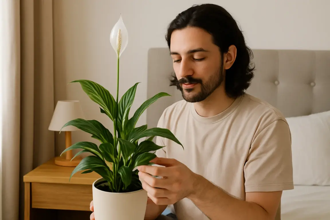 Lírio-da-paz melhora o sono e purifica o ar do quarto Lírio-da-paz melhora o sono e purifica o ar do quarto
