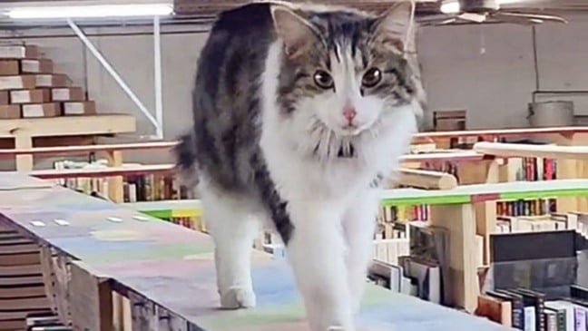 Gato em prateleira de livraria
