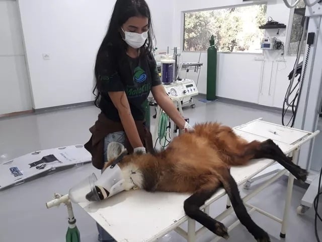 Lobo-guará-Mata-Ciliar