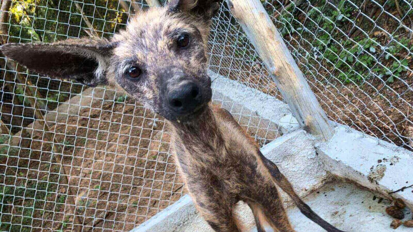 Lobo-guará supera grave caso de sarna com ajuda da Mata Ciliar