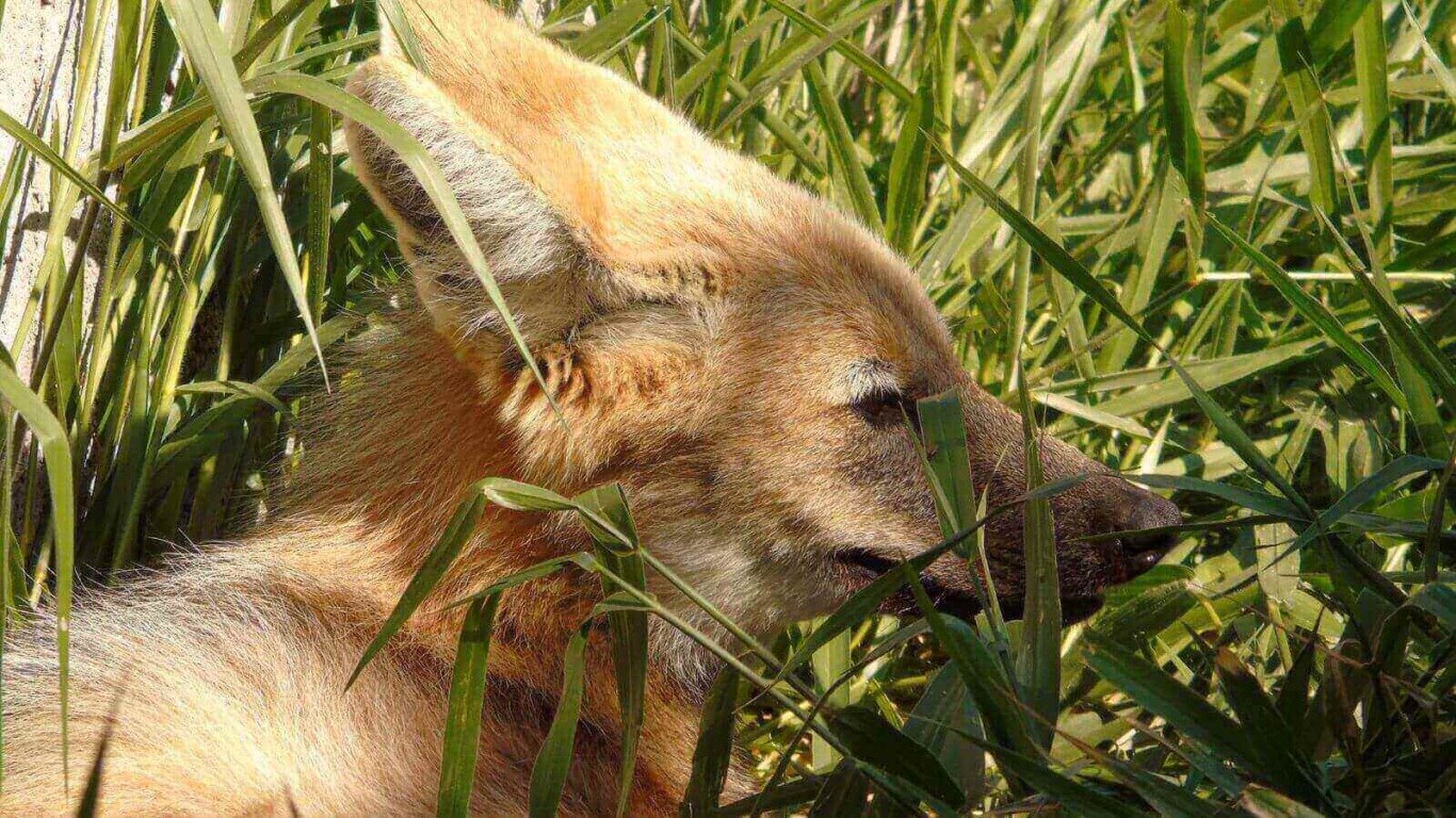 Lobo-guará supera grave caso de sarna com ajuda da Mata Ciliar