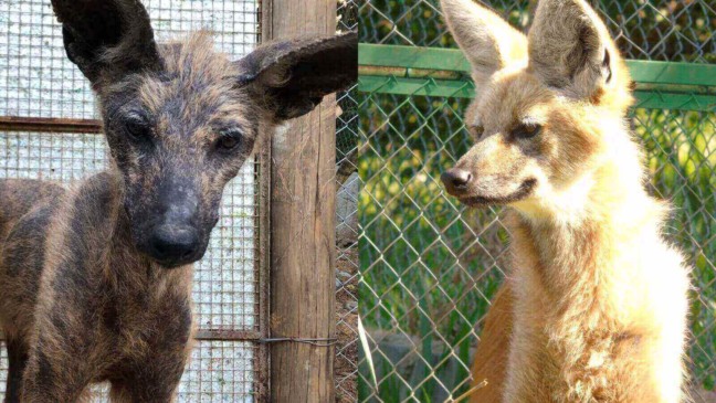 Lobo-guará supera grave caso de sarna com ajuda da Mata Ciliar